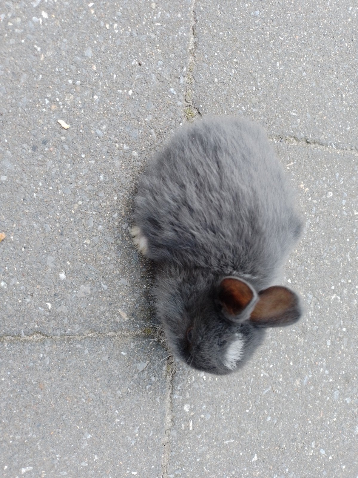Dwergkonijnen, Dieren en Toebehoren, April