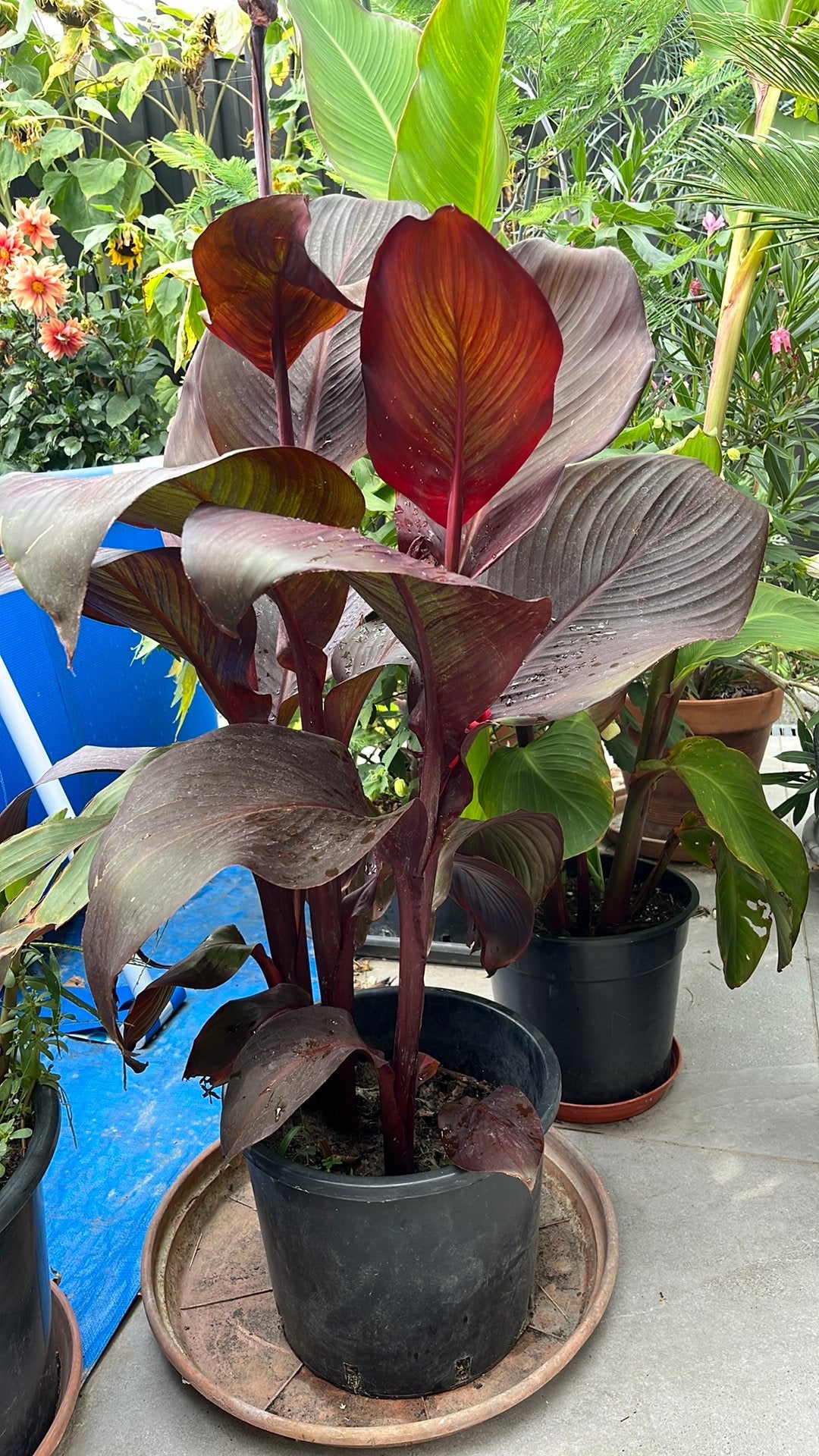 Canna red velvet, Tuin en Terras, Ophalen