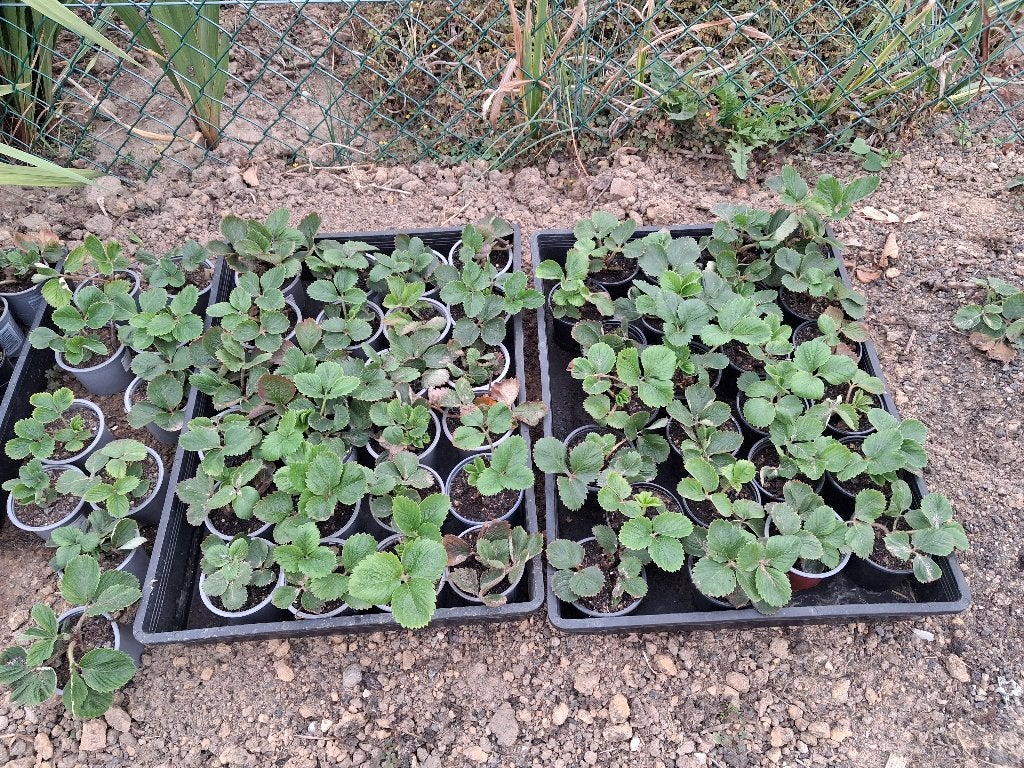 aardbeiplanten, Tuin en Terras, Ophalen, Vaste plant, Fruitplanten, Volle zon
