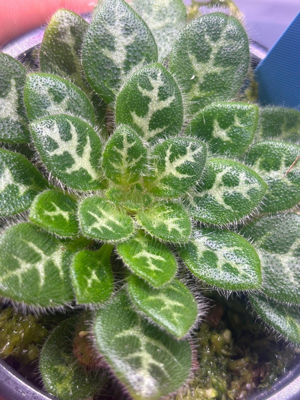 Primulina sinovietnamica, Ophalen of Verzenden, Nieuw, Tak, Plant, Rots of Steen