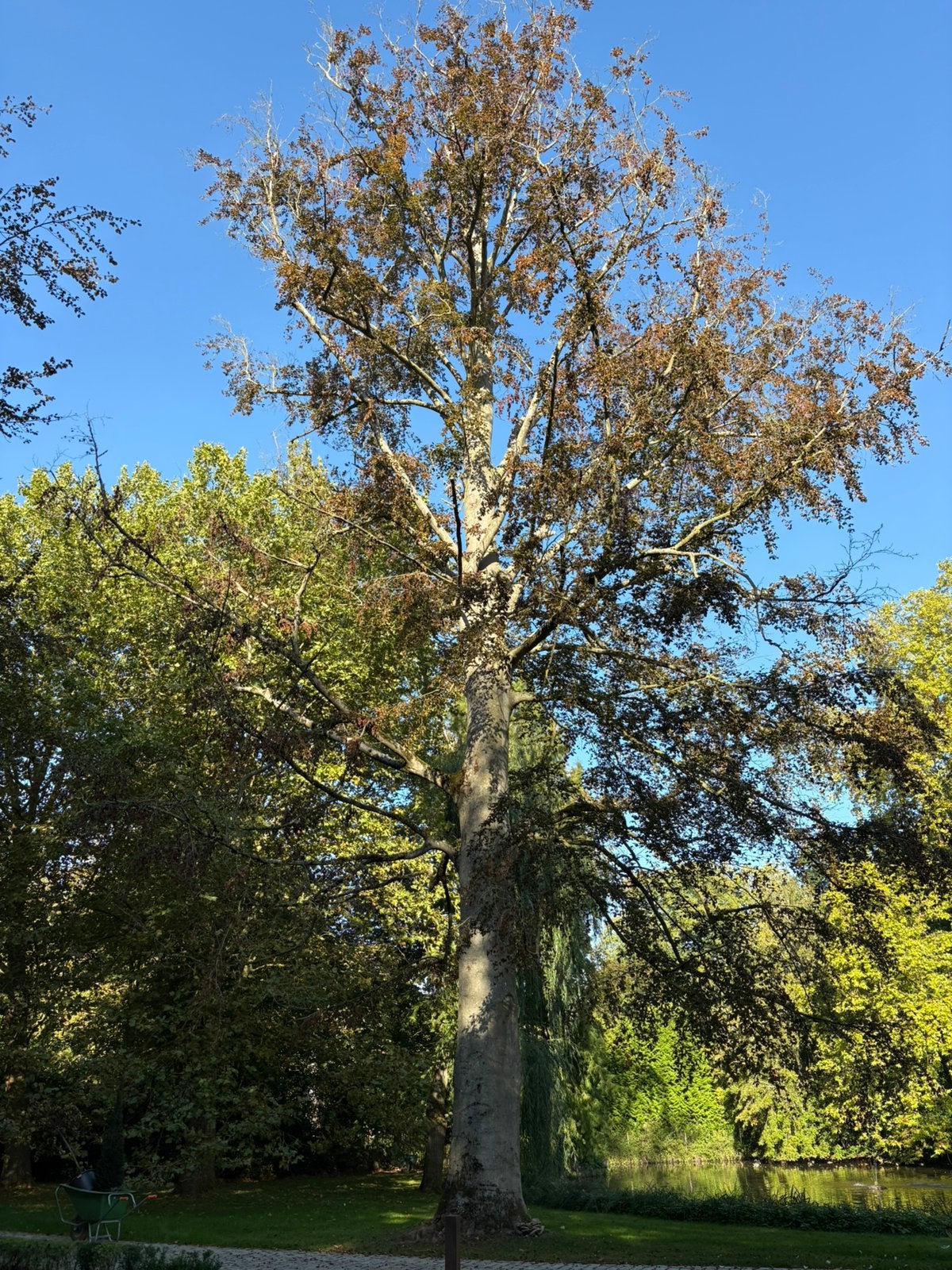 Beukenhout tekoop., Ophalen