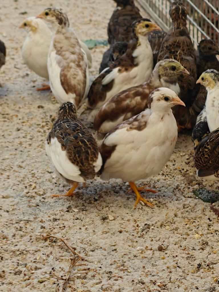 Chinese dwergkwartels koppels, Meerdere dieren