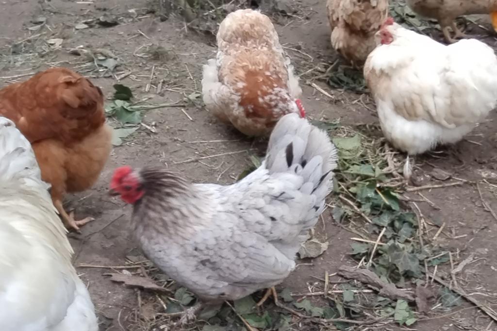 Cochin Bantam et Cochin/Jonction de poules pondeuses, Animaux & Accessoires