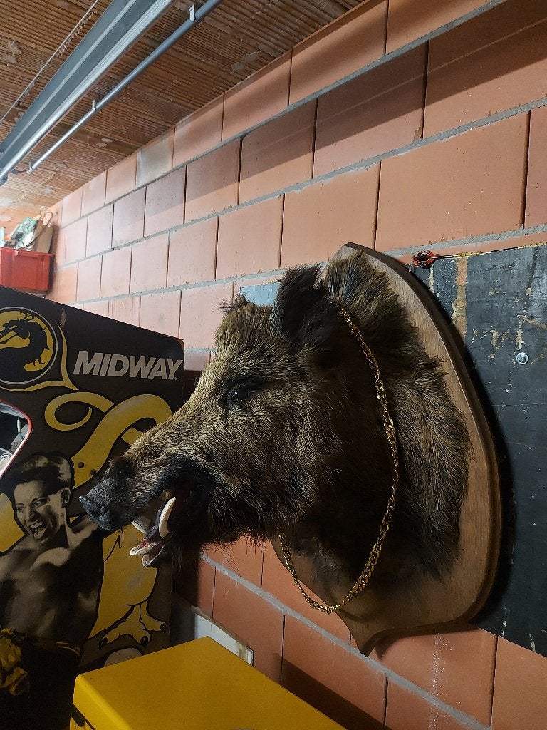 Bebop Turtles Taxidermie, Verzamelen, Dierenverzamelingen, Ophalen, Gebruikt, Wild dier, Gewei of Kop