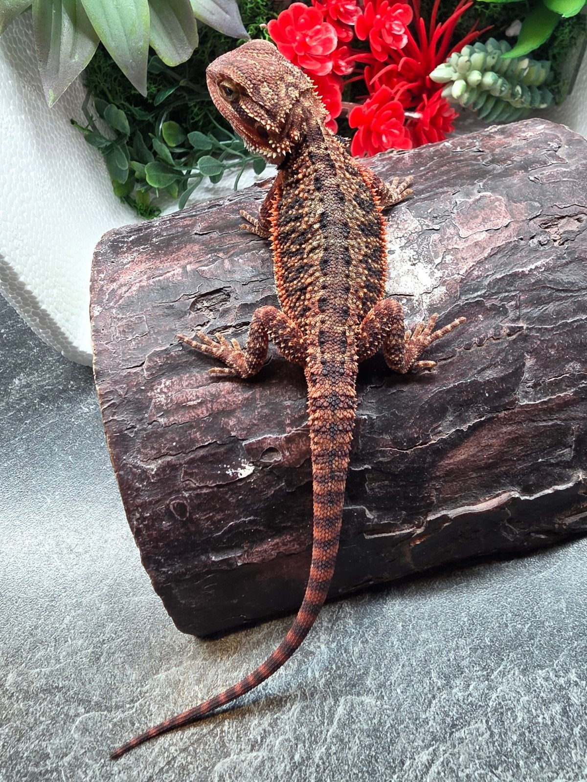 100% dark red monster het hypo man