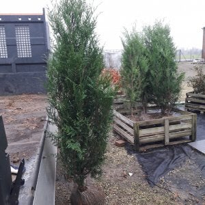 THUJA PLICATA , PRUNUS LUSITANICA HAAGPLANTEN, Ophalen