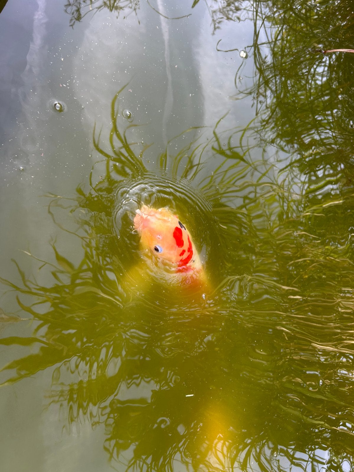 4 Koi grote koi 45 -55cm, Dieren en Toebehoren, Karper of Koi