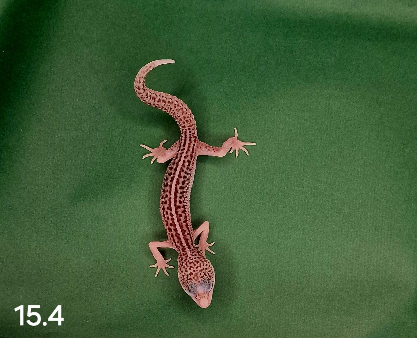 0.1 luipaard gecko