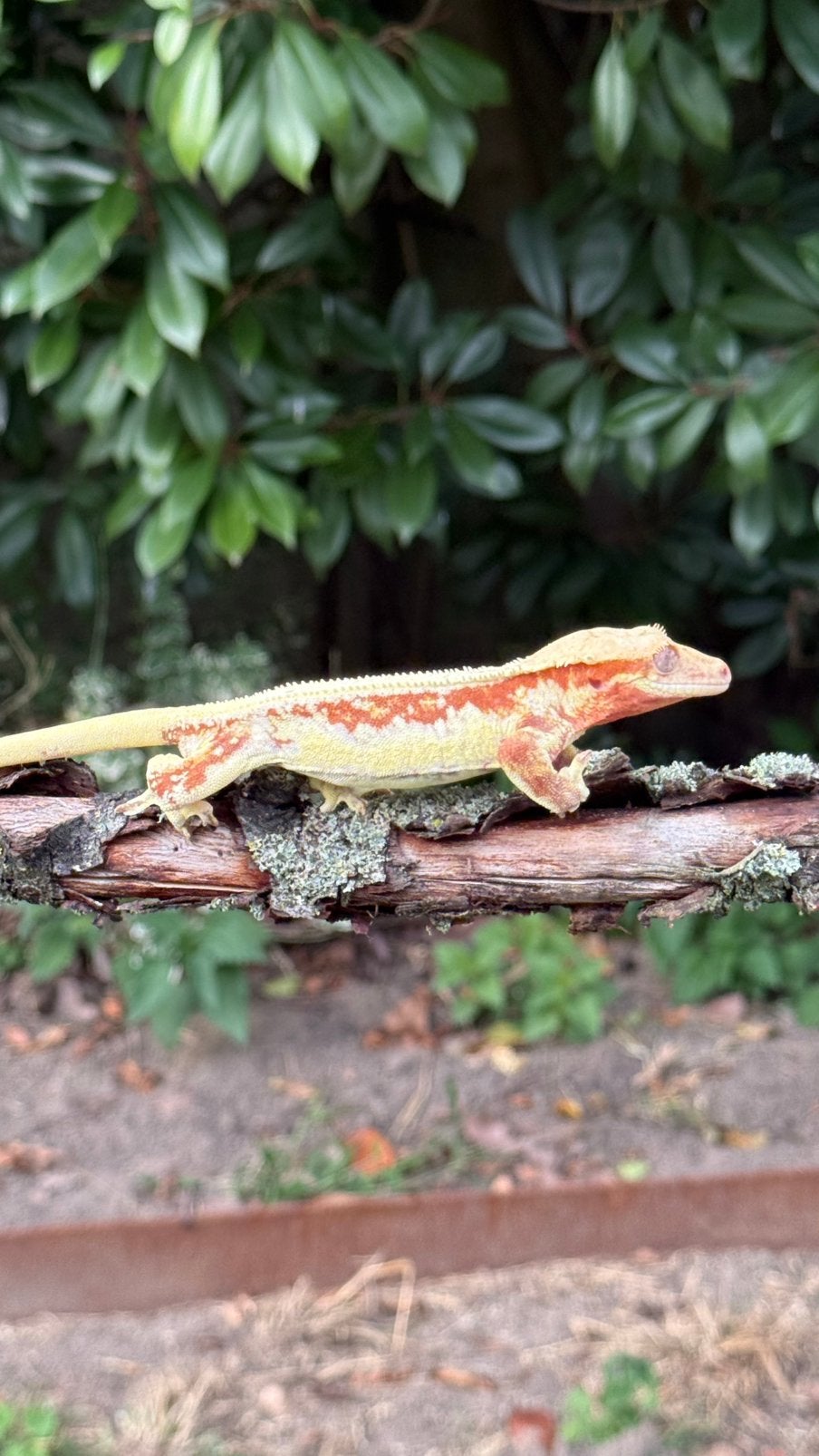 Wimpergekko 1.0, Dieren en Toebehoren