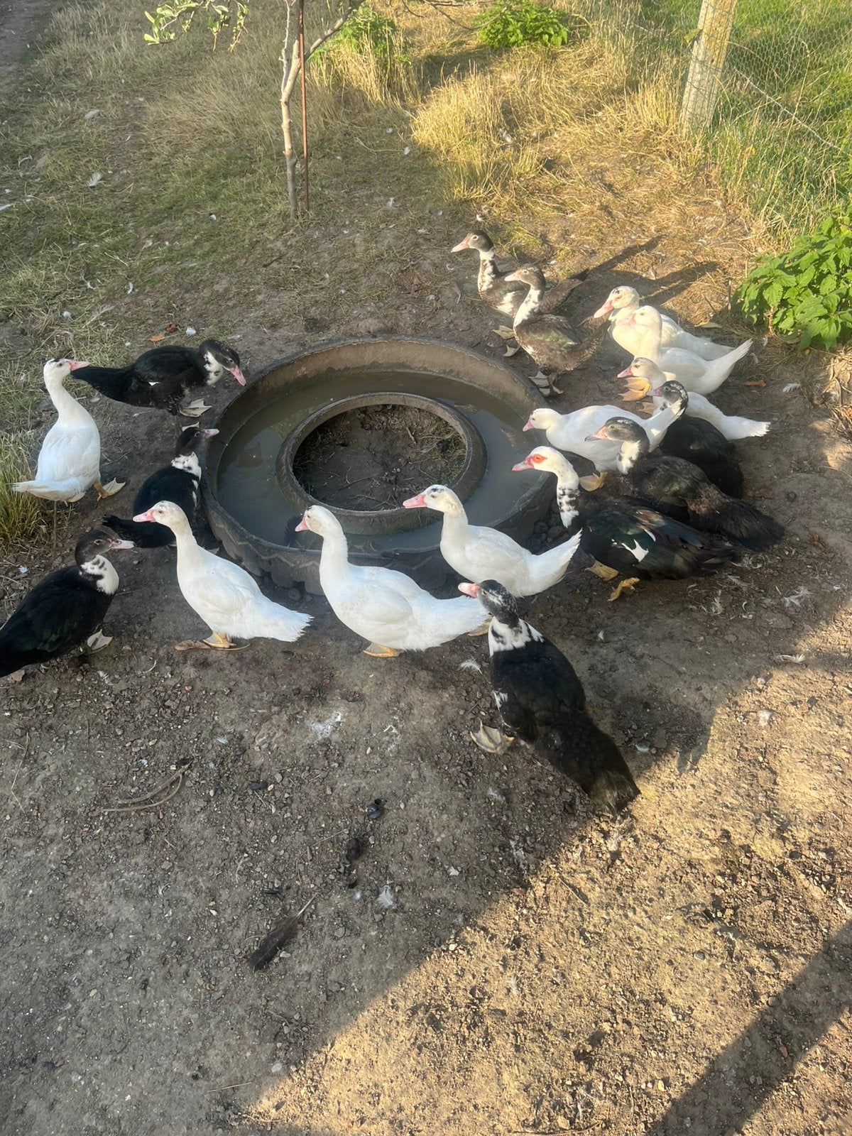 Jonge barberies, Dieren en Toebehoren