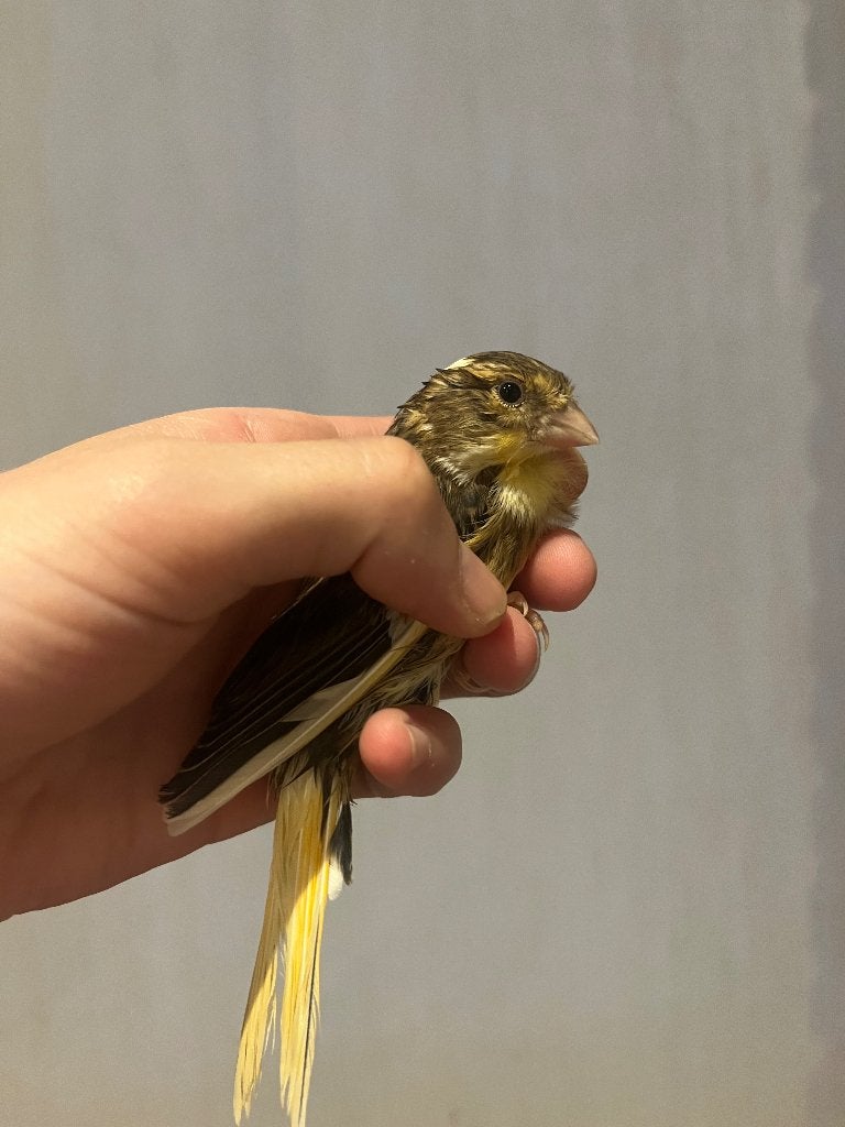 Couple canari pour 40€., Mâle, Canari chanteur
