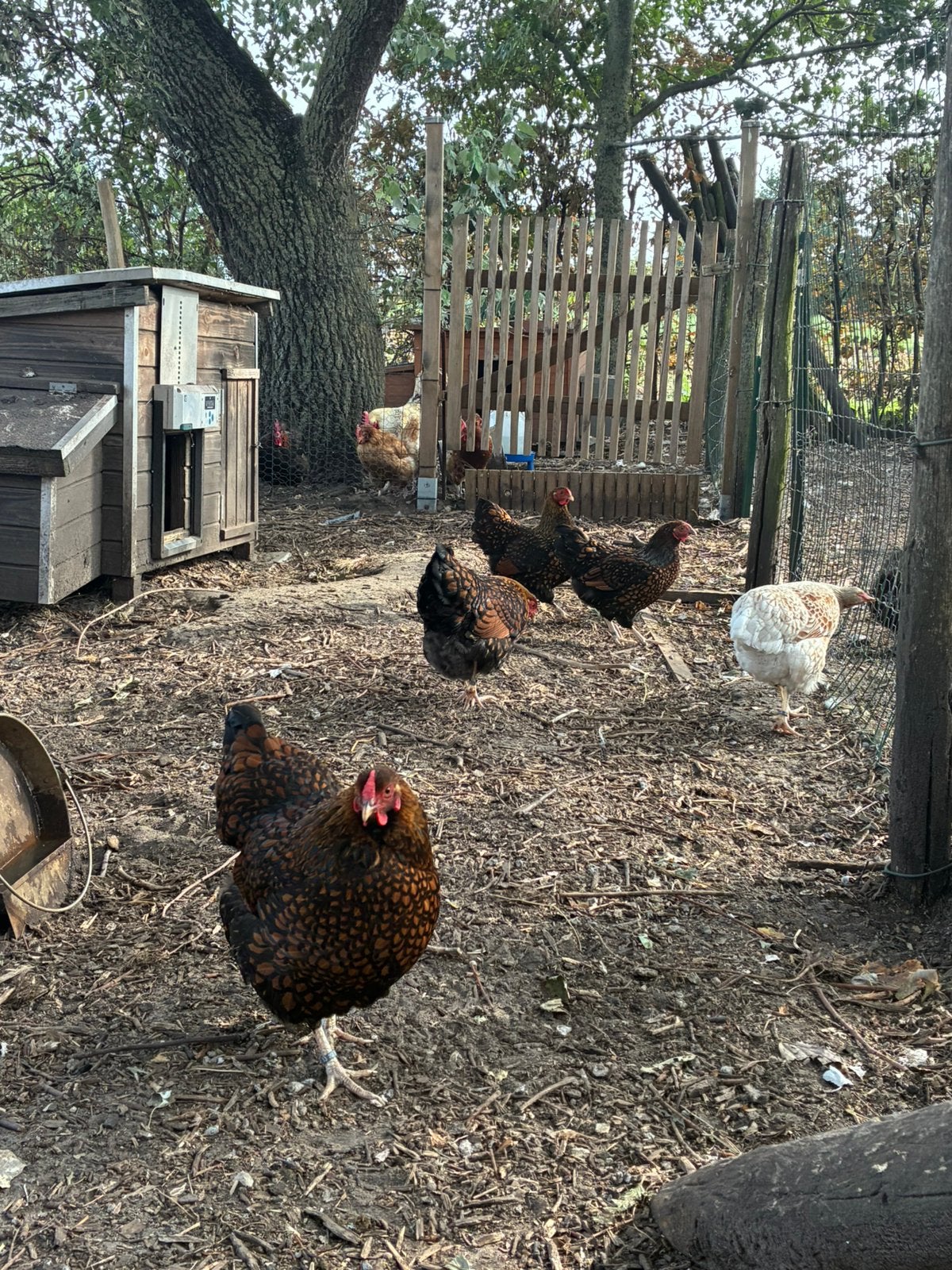 Wyandotte Kriel hennen, Femelle, Poule ou poulet
