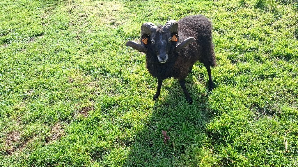 Ouessant dekram ruilen, Dieren en Toebehoren, Schapen, Geiten en Varkens, Mannelijk, Schaap, 3 tot 5 jaar