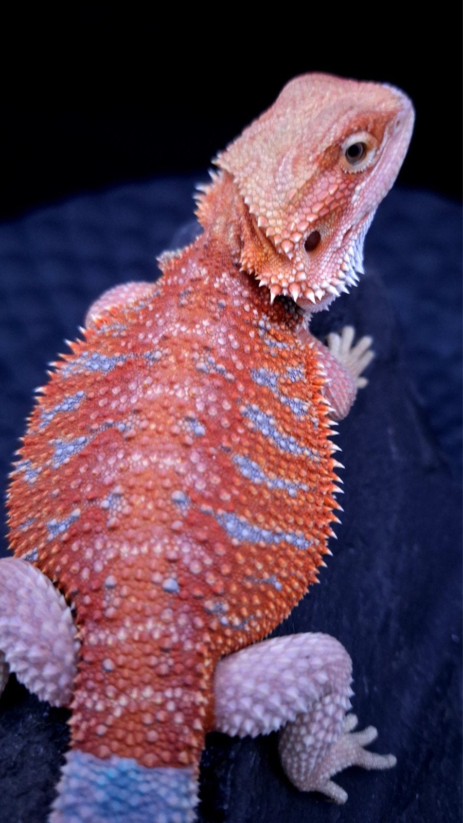 Red/Orange Hypo G-Stripe Blue Tiger Baardagaam Man, Lézard, 0 à 2 ans