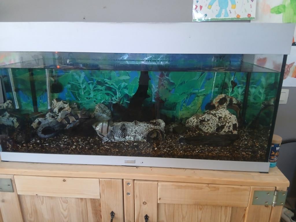 Aqarium met veel toebehoren ,1m lang 40cm br en 50cm hoog, Enlèvement