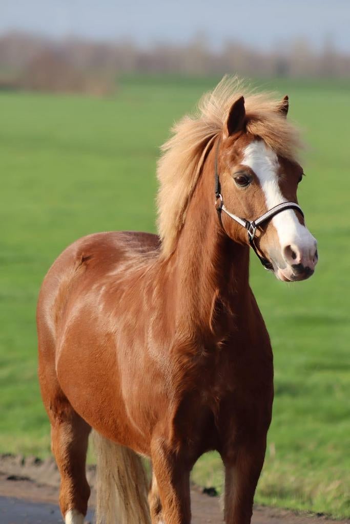 Lily, jolie et douce, un poney, Animaux & Accessoires, Poneys, Jument