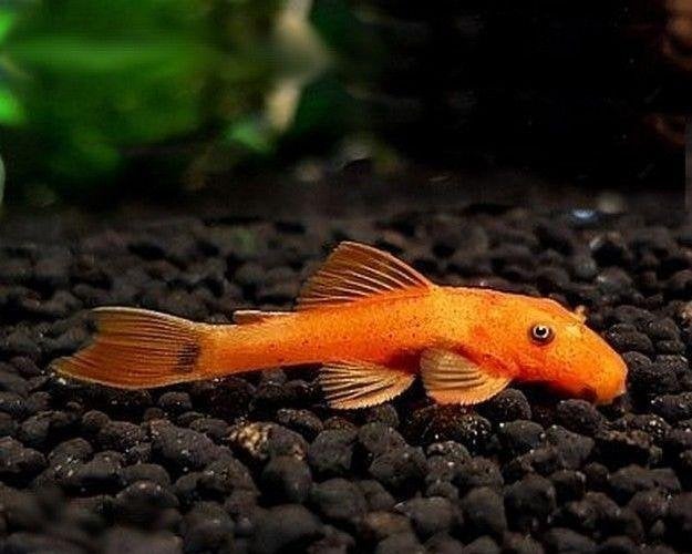 Borstelneus  pleco Koppel oranje, Dieren en Toebehoren, Vissen | Aquariumvissen, Vis, Zoetwatervis