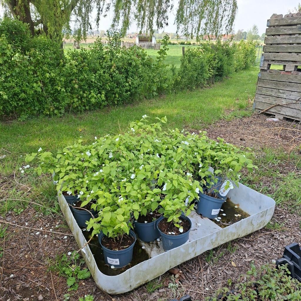 Buisson Rhodotypos scandens 4€/pièce, Jardin & Terrasse, Plantes | Arbustes & Haies, Enlèvement ou Envoi, Autres espèces, Arbuste