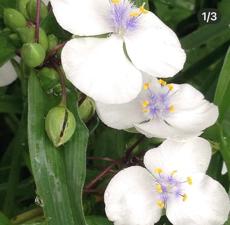 Eendagsbloem plantjes, Tuin en Terras, Planten | Tuinplanten, Vaste plant, Lente, Ophalen