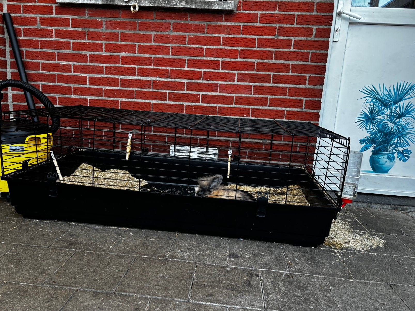 Lapains avec cage, Animaux & Accessoires, Enlèvement, Comme neuf, Cage, Lapin