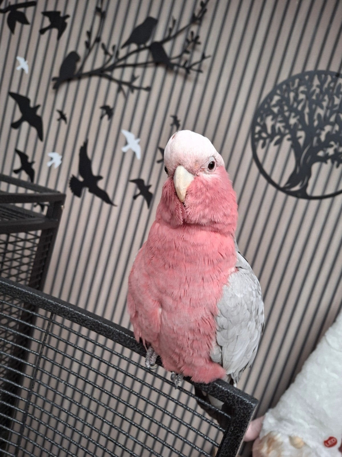 heel mooie lieve kaketoe half tam en kan heel mooi dansen !, Dieren en Toebehoren, Tam