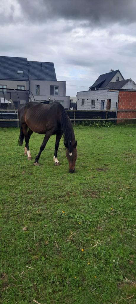 Jument reproductrice avec poulain, Animaux & Accessoires, 11 ans ou plus, 165 à 170 cm, Avec pedigree, Ne s'applique pas