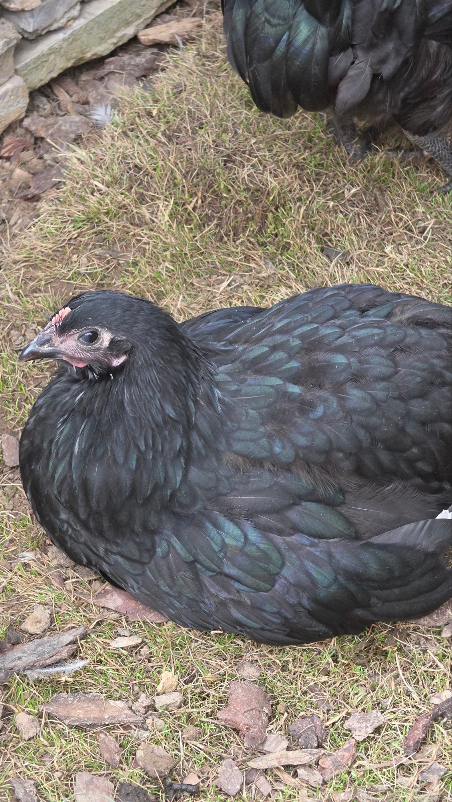 Australorp hennen zwart - trio of per stuk, Dieren en Toebehoren, Pluimvee