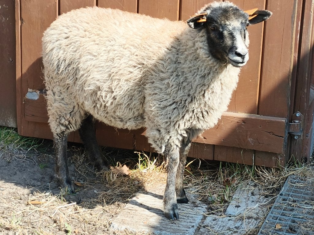 Shetland ooi, Dieren en Toebehoren