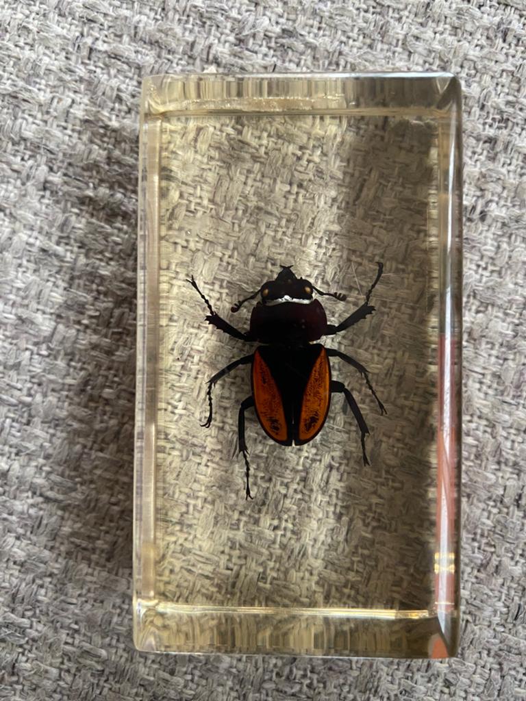 Insecten in harsblokje, Dieren en Toebehoren, Insecten en Spinnen