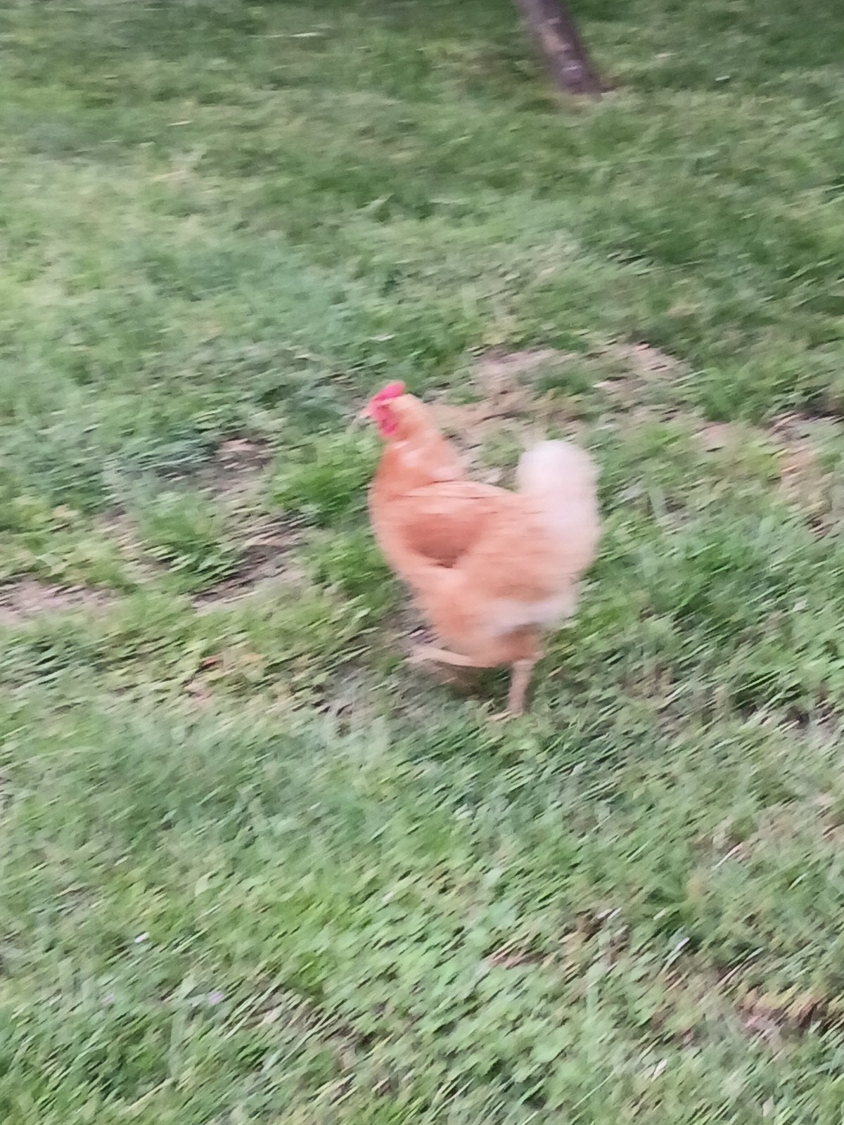 Mooie gezonde bruine legkip, Dieren en Toebehoren, Pluimvee