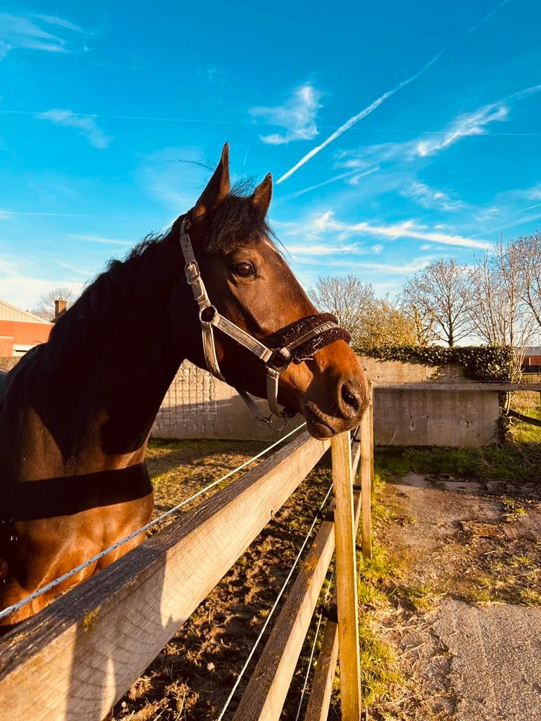 Veelbelovende 4-jarige ruin met springpotentieel, Dieren en Toebehoren, Springpaard, Ruin, Zadelmak, 3 tot 6 jaar
