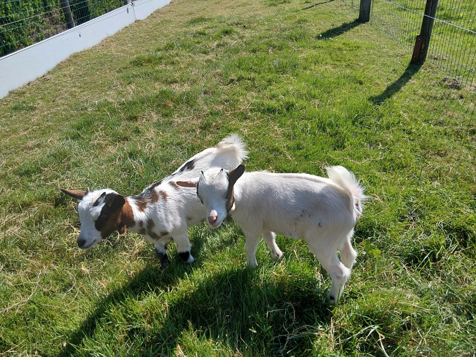 Mama geit + 2 kleine miekes te koop, Geit