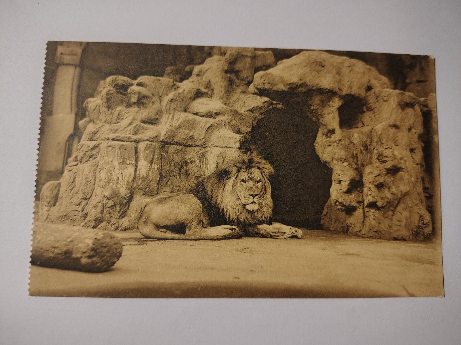 Zoo d'Anvers. Lion., Enlèvement ou Envoi, Anvers