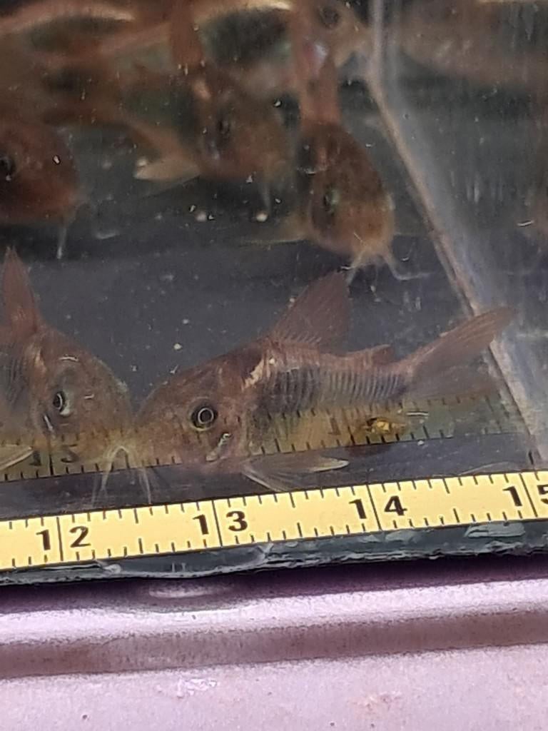 Corydoras aeneus (osteogaster aeneus), Dieren en Toebehoren, Vis, Zoetwatervis
