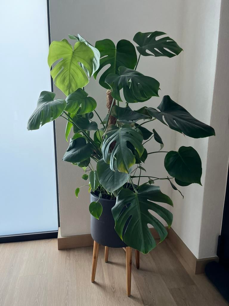 Grande plante dans un pot en pierre noire sur pieds en bois, Enlèvement, En pot