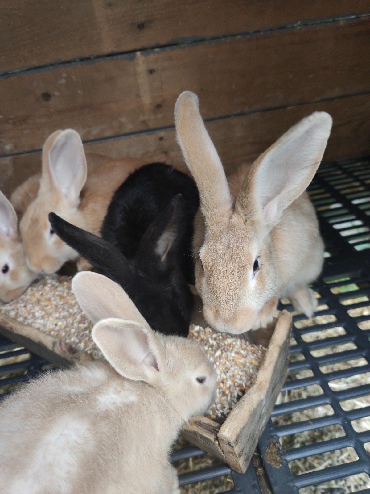 Mooie konijntjes rammelaars 11 weken oud, Dieren en Toebehoren, Konijnen
