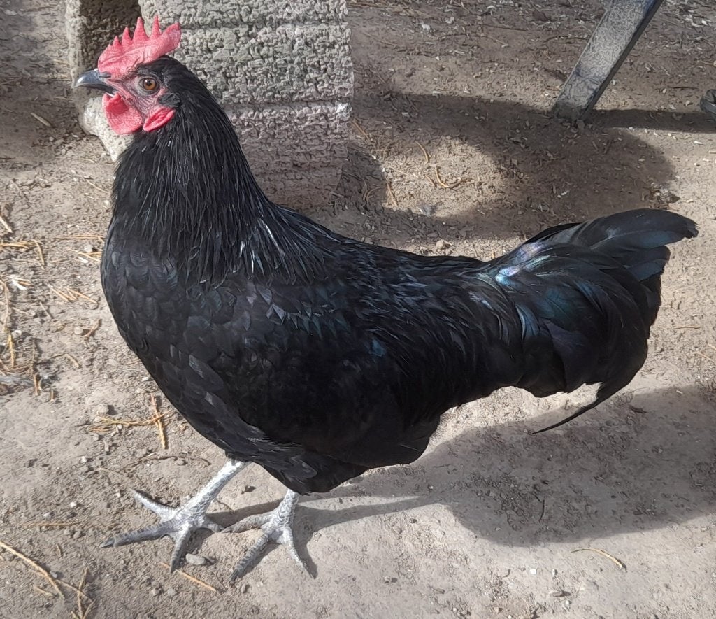 Poule de Herve - coqs, Mâle