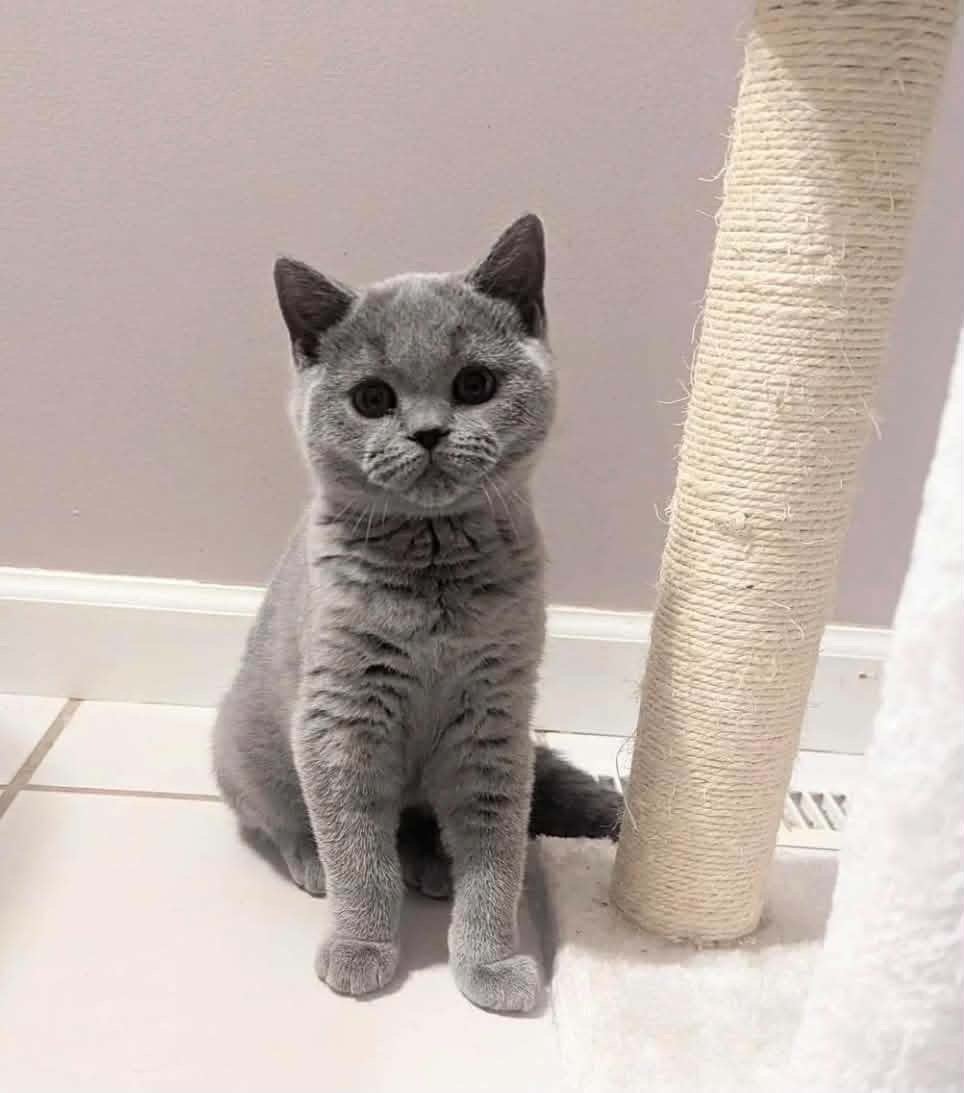 British shorthair, Animaux & Accessoires, Chatte ou Chat, Vermifugé, 0 à 2 ans