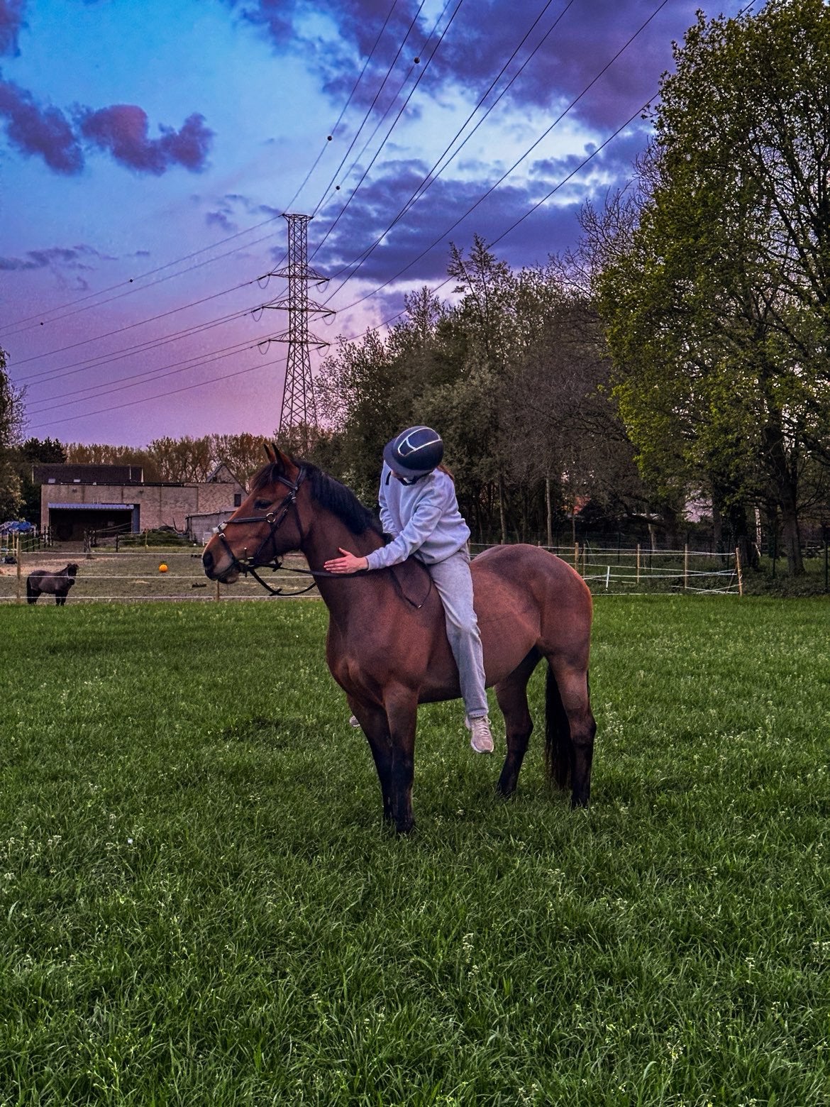Lieve d pony te koop, Vermifugé, 11 ans ou plus, Moins de 160 cm, Cheval de récréation