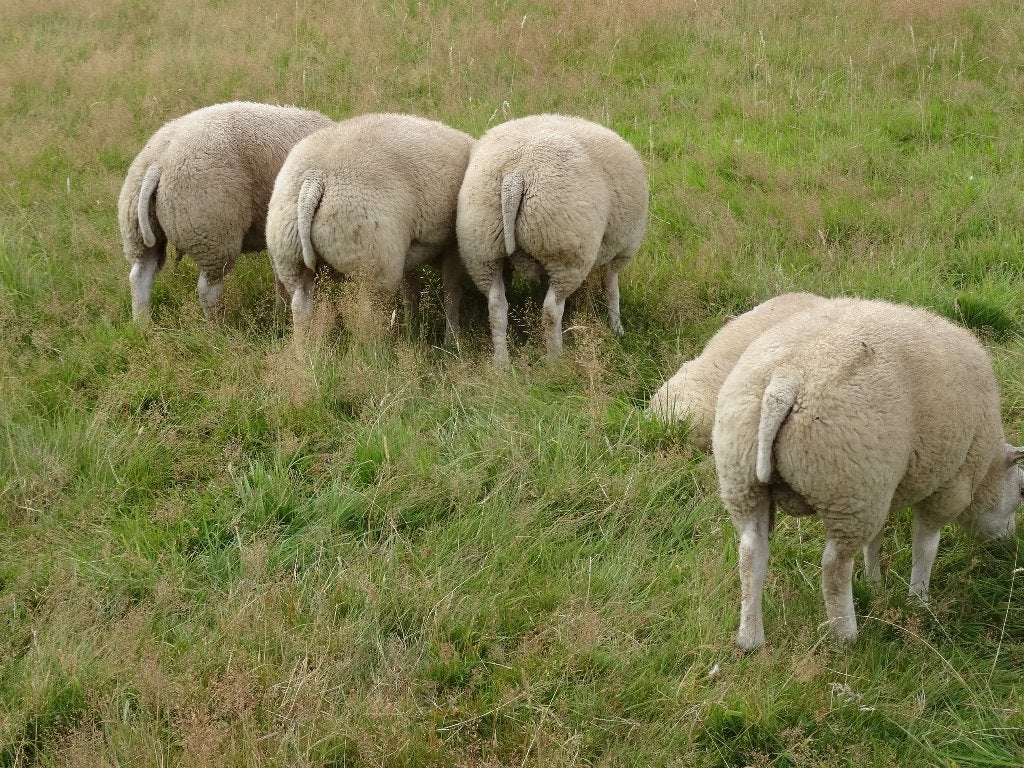 Béliers à vendre, Animaux & Accessoires, Mâle, Mouton, 0 à 2 ans
