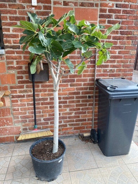 vijgenboom Ficus Carica, Enlèvement, En pot, Figuier