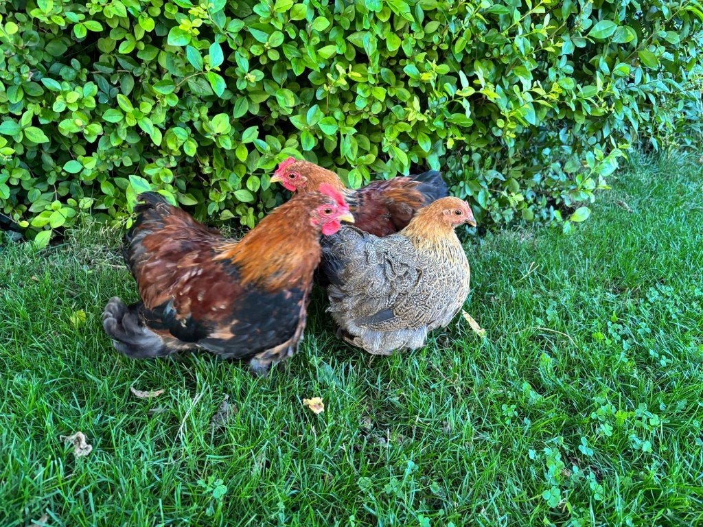 Cochin kriel kip en hanen te koop van 4 maanden oud, Plusieurs animaux, Poule ou poulet