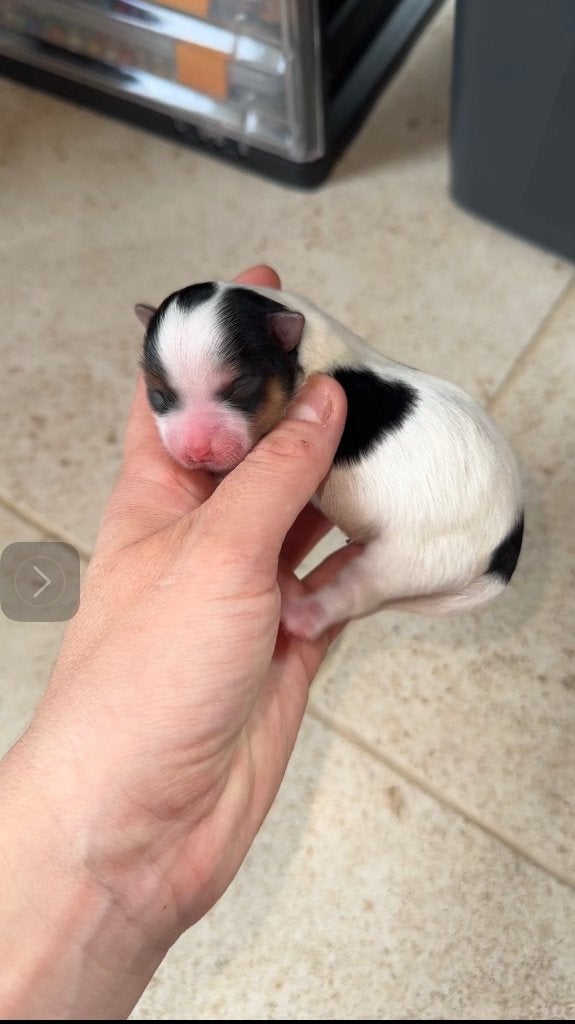 À réserver bébés Yorkshire et bébé biewer, Yorkshire Terrier, 8 à 15 semaines, Maladie de Carré (chiens), Plusieurs