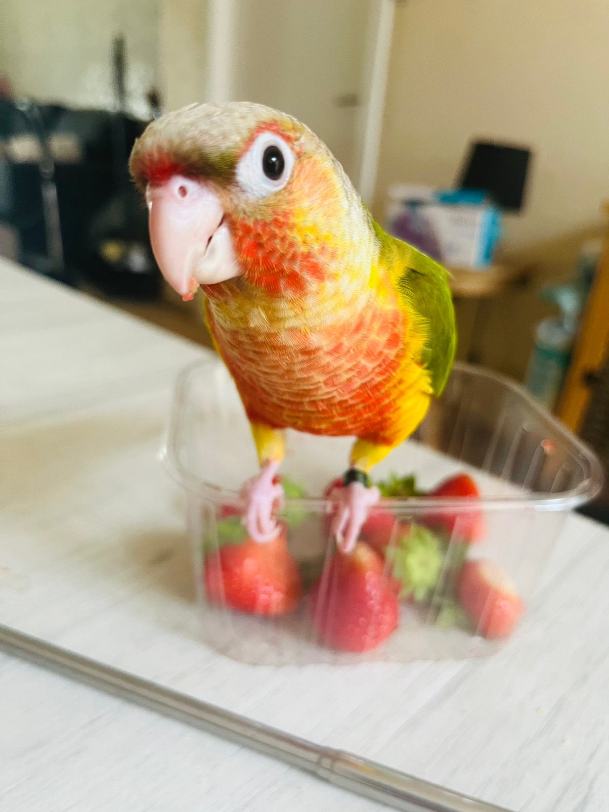 Conure pyrrhura molinae  EAM, Animaux & Accessoires, Femelle