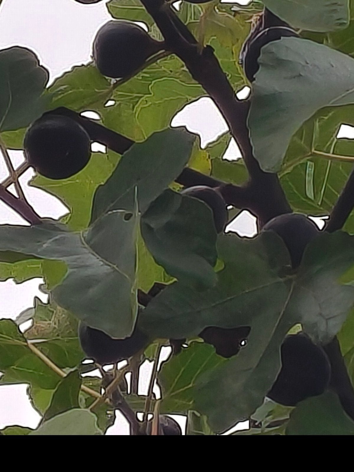 Figuiers sultanes ('Noire de Juillet' ou 'Bellone), Jardin & Terrasse, Enlèvement, Figuier