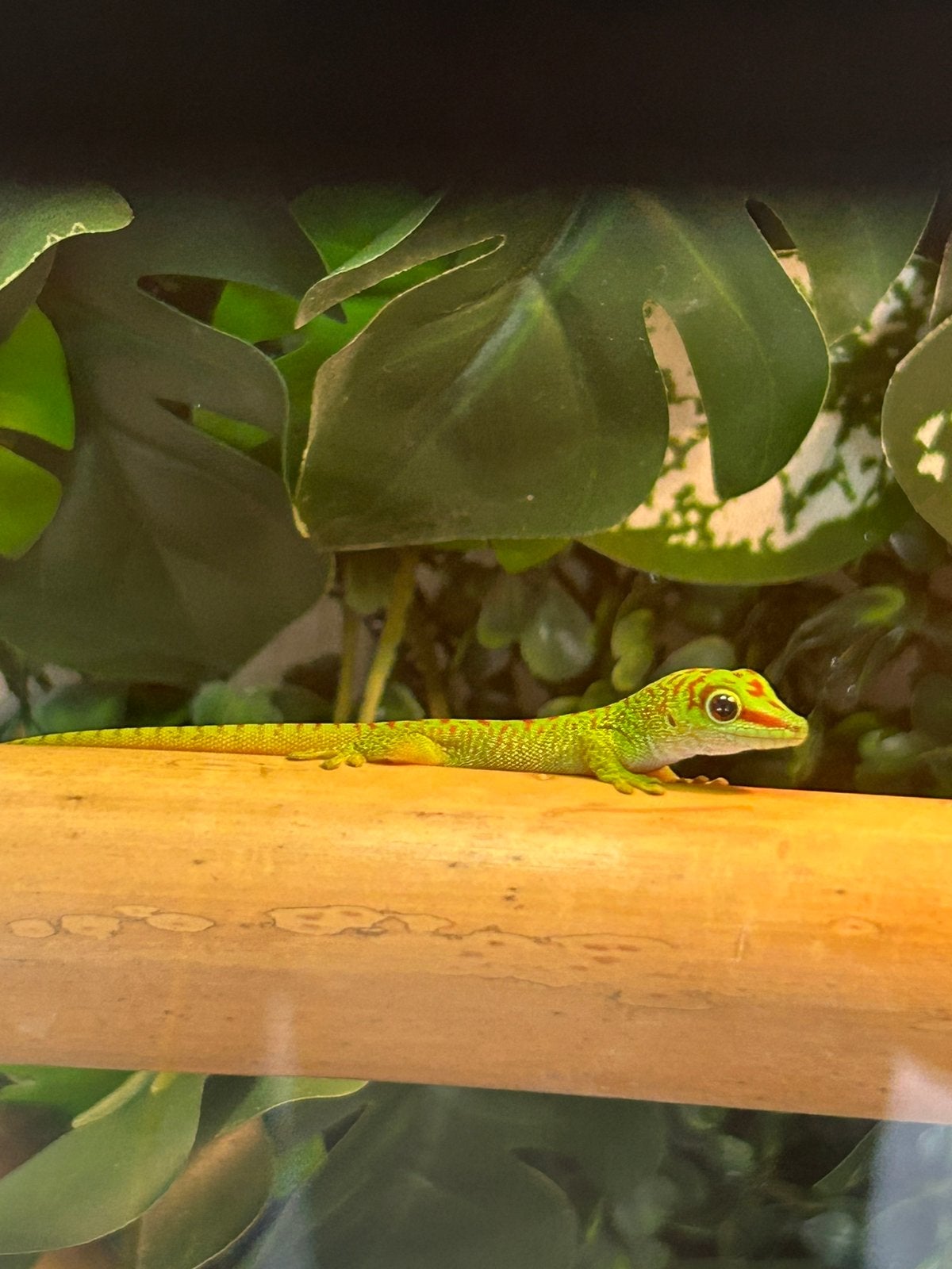 Madagascar reuzedaggecko, Dieren en Toebehoren, Hagedis, 0 tot 2 jaar