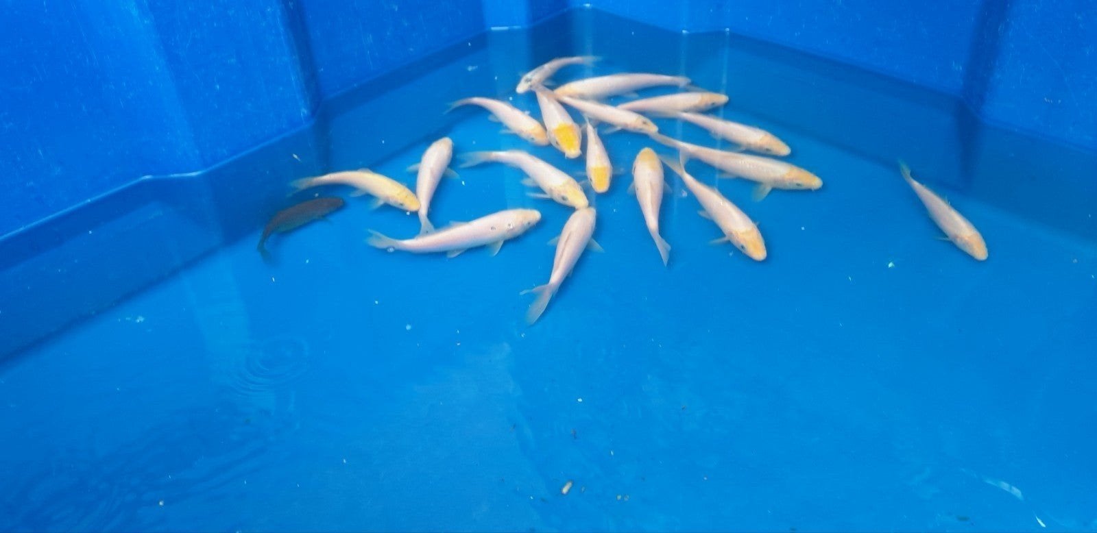 Mooie witte kois aan spotprijs 5 en 7.5 e T-stuk uit te kiez, Dieren en Toebehoren, Vissen | Vijvervissen