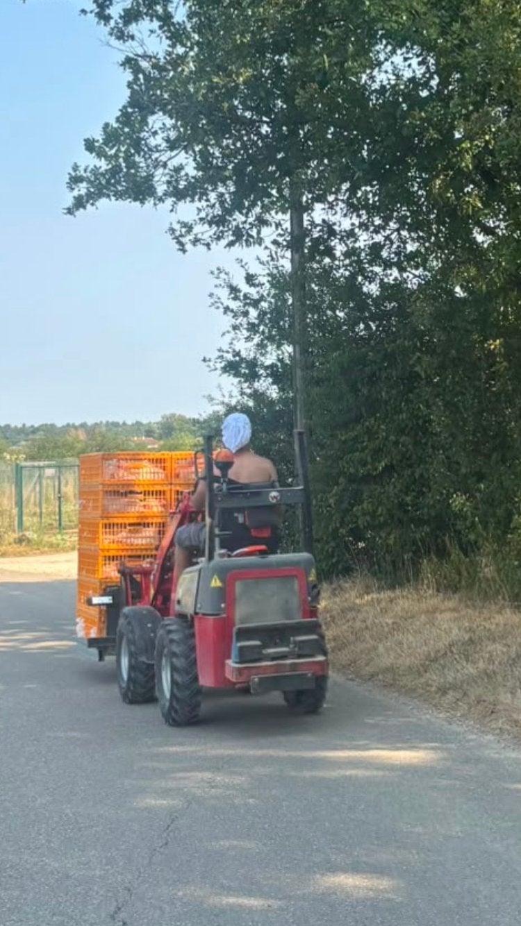 Toom Bresse kippen, Dieren en Toebehoren, Kip