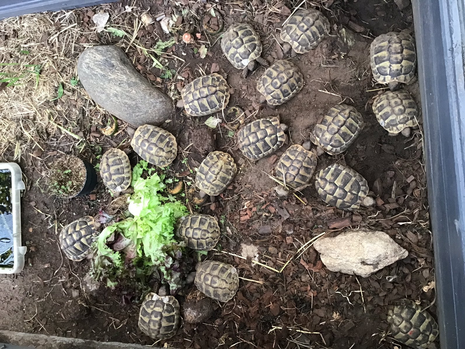 Griekse landschildpadden/Testudo Hermanni, Dieren en Toebehoren, Schildpad