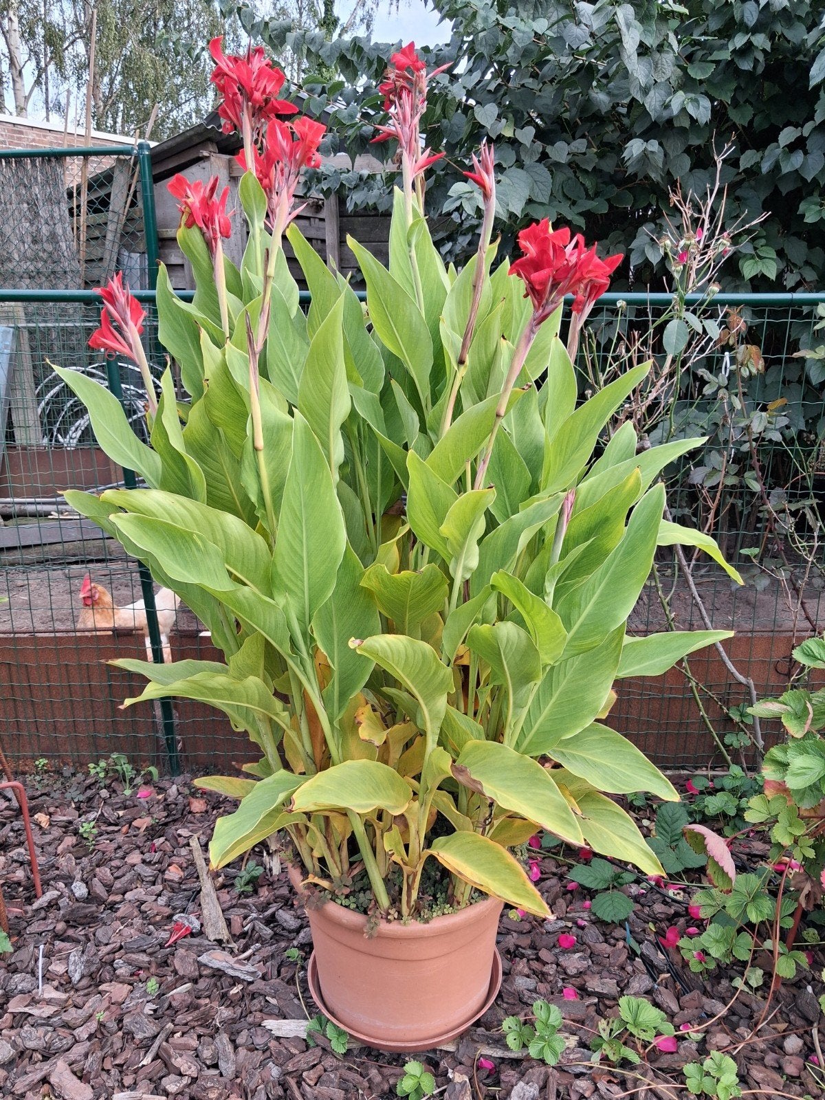 canas rood 10 euro, Tuin en Terras, Ophalen, Zomer, Vaste plant, Volle zon
